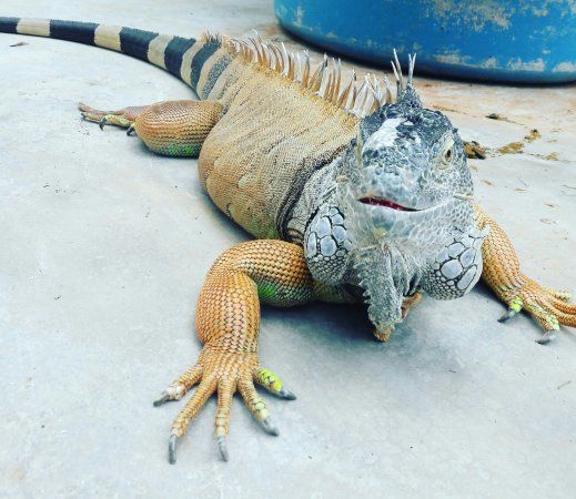 Bouncy Croc