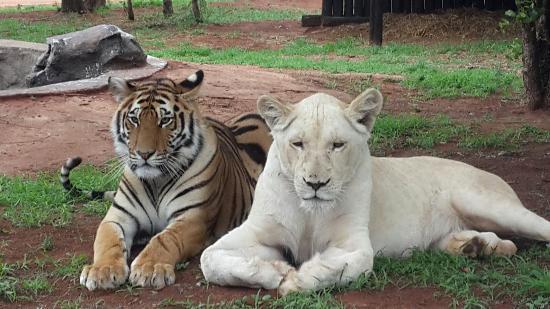 Jugomaro Predator Park