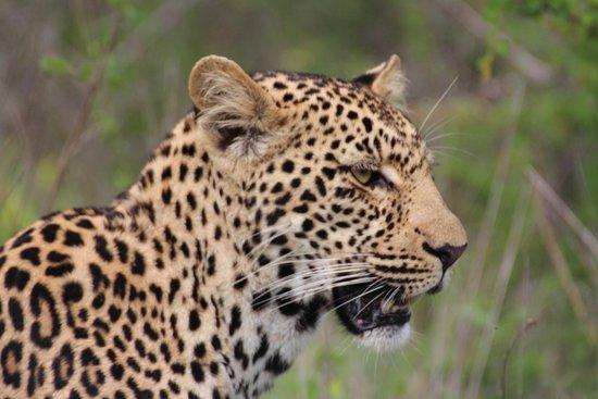 Explore Kruger Park Safaris
