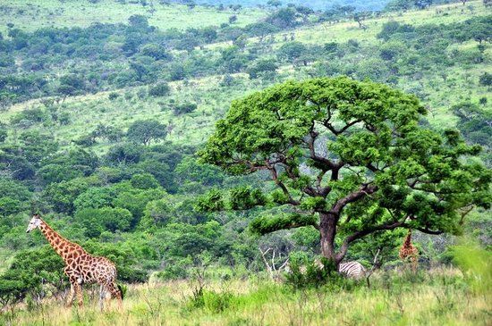 Game drives at Phalaborwa Gate in Kruger National Park
